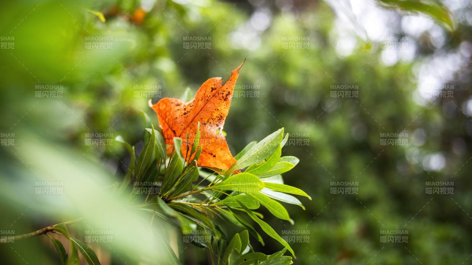 秋叶栖枝头-摄影图