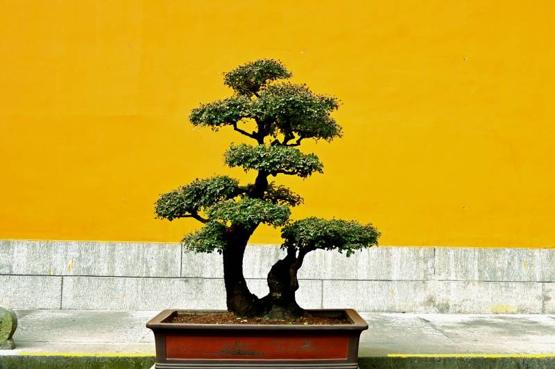 盆景映黃墻