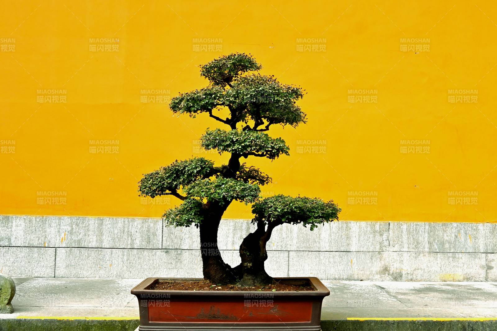 盆景映黄墙-摄影图