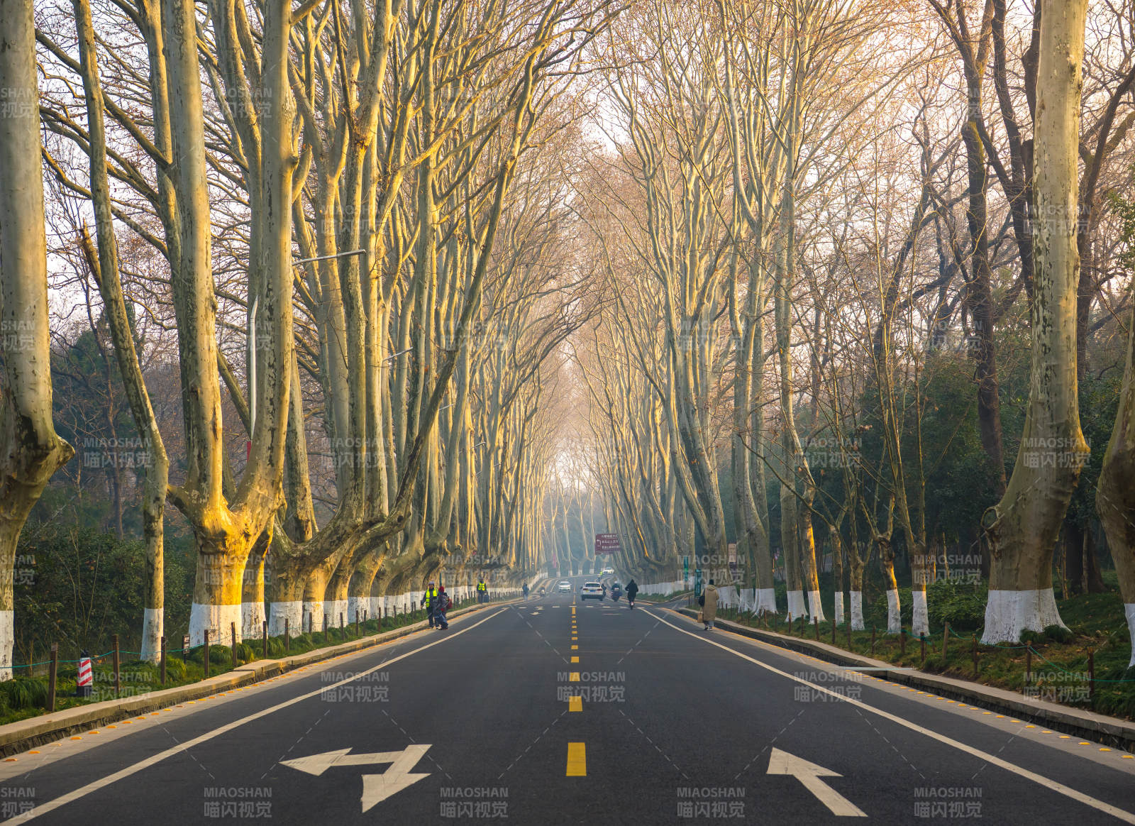 南京梧桐大道林荫大道晨光-摄影图