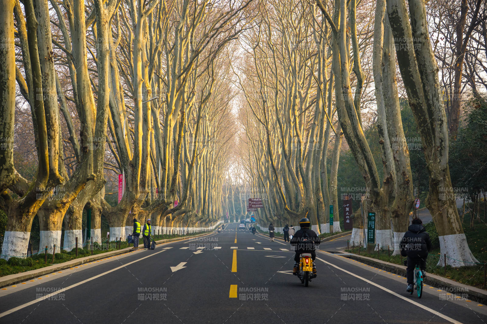 南京梧桐大道林蔭道騎行