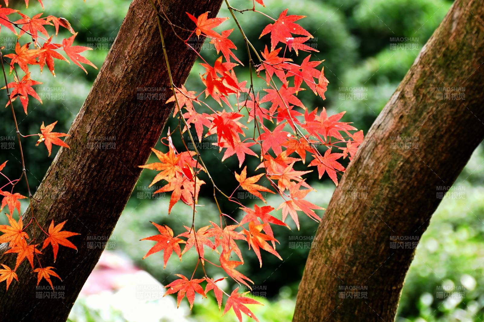 红枫映绿意-摄影图