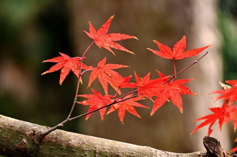 紅楓葉枝頭綻放