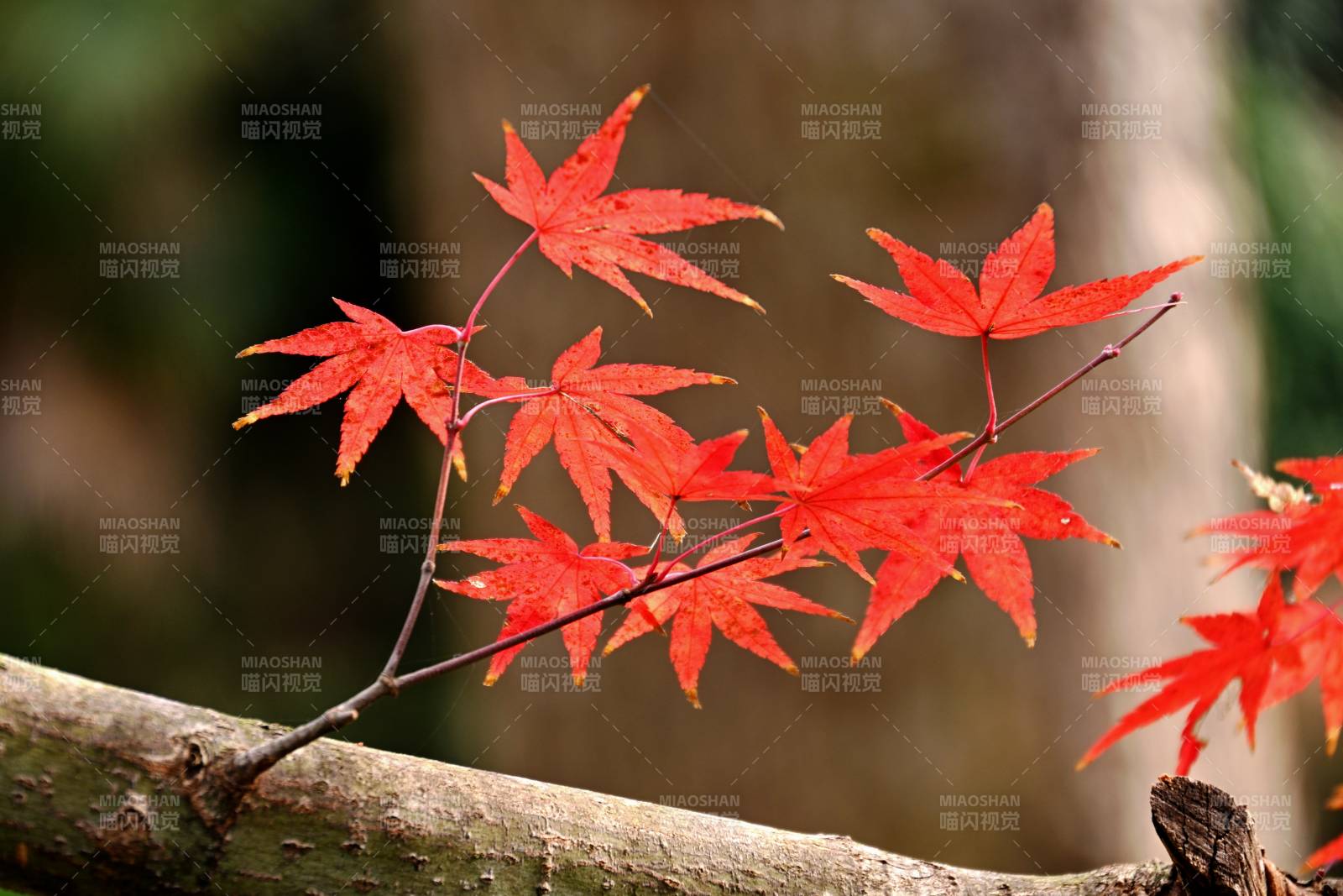 紅楓葉枝頭綻放