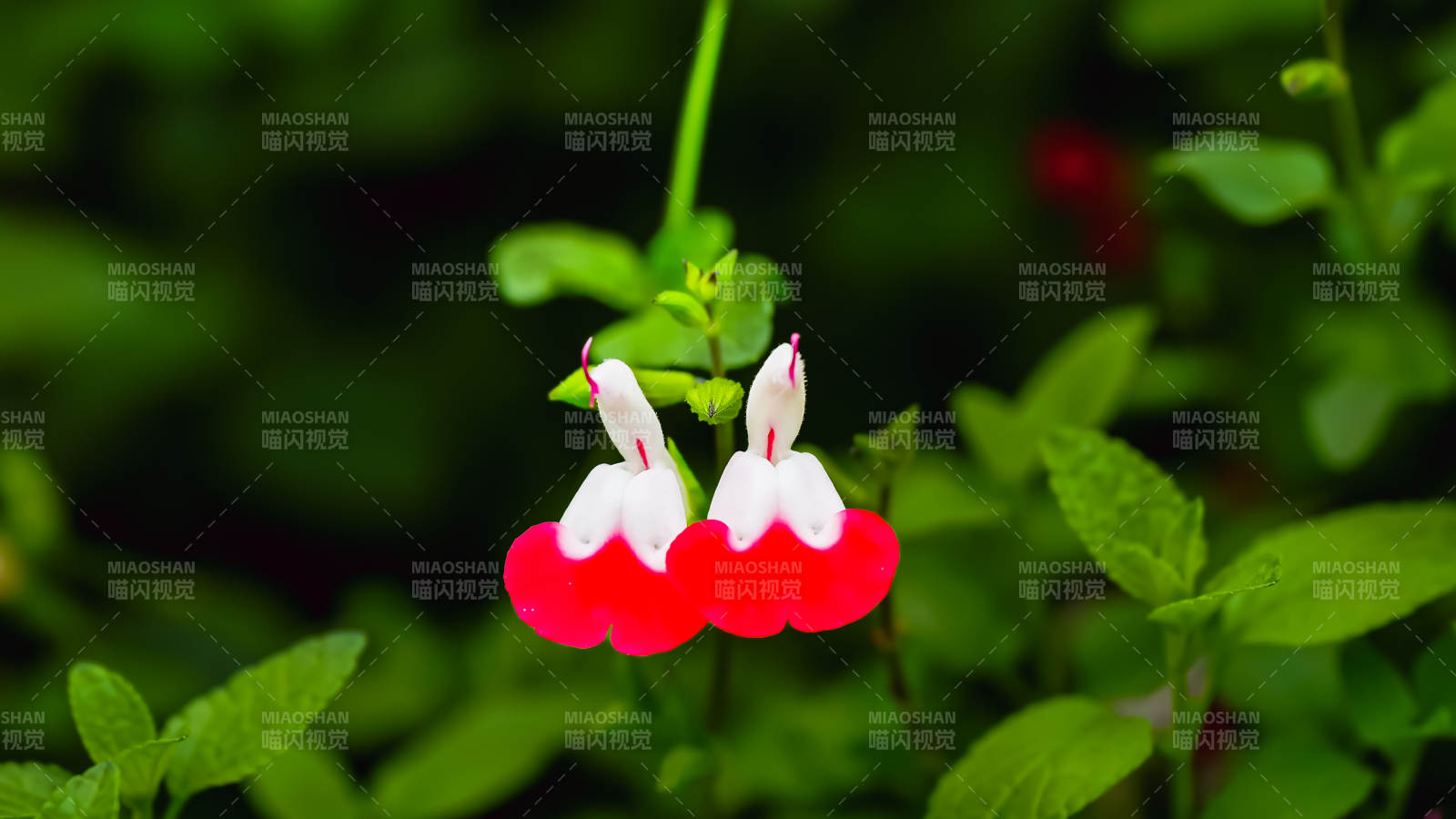 国家植物园红白相间的花-摄影图