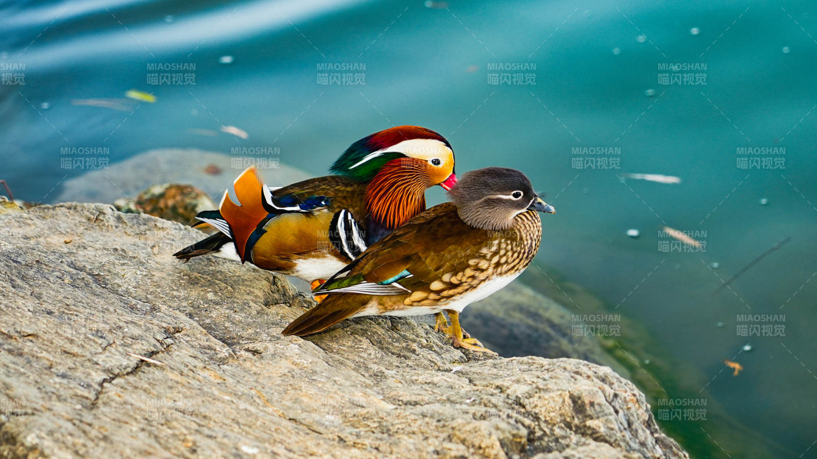 鴛鴦棲息湖畔石上