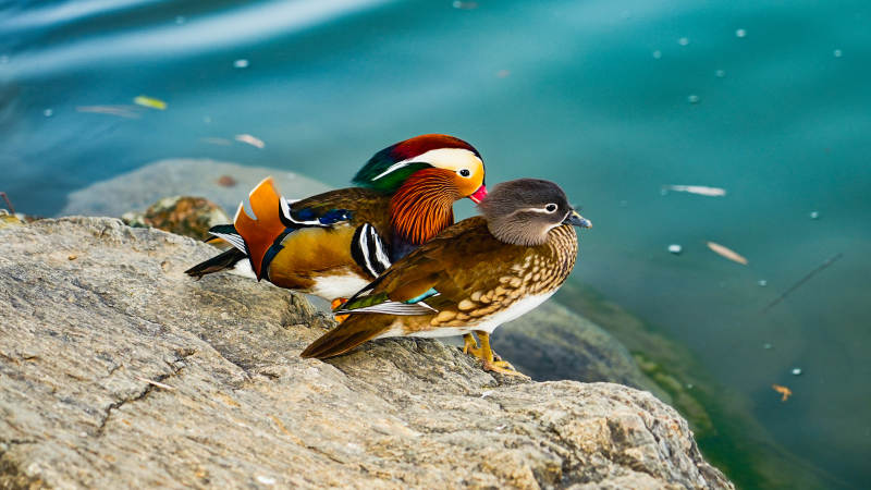 鴛鴦棲息湖畔石上