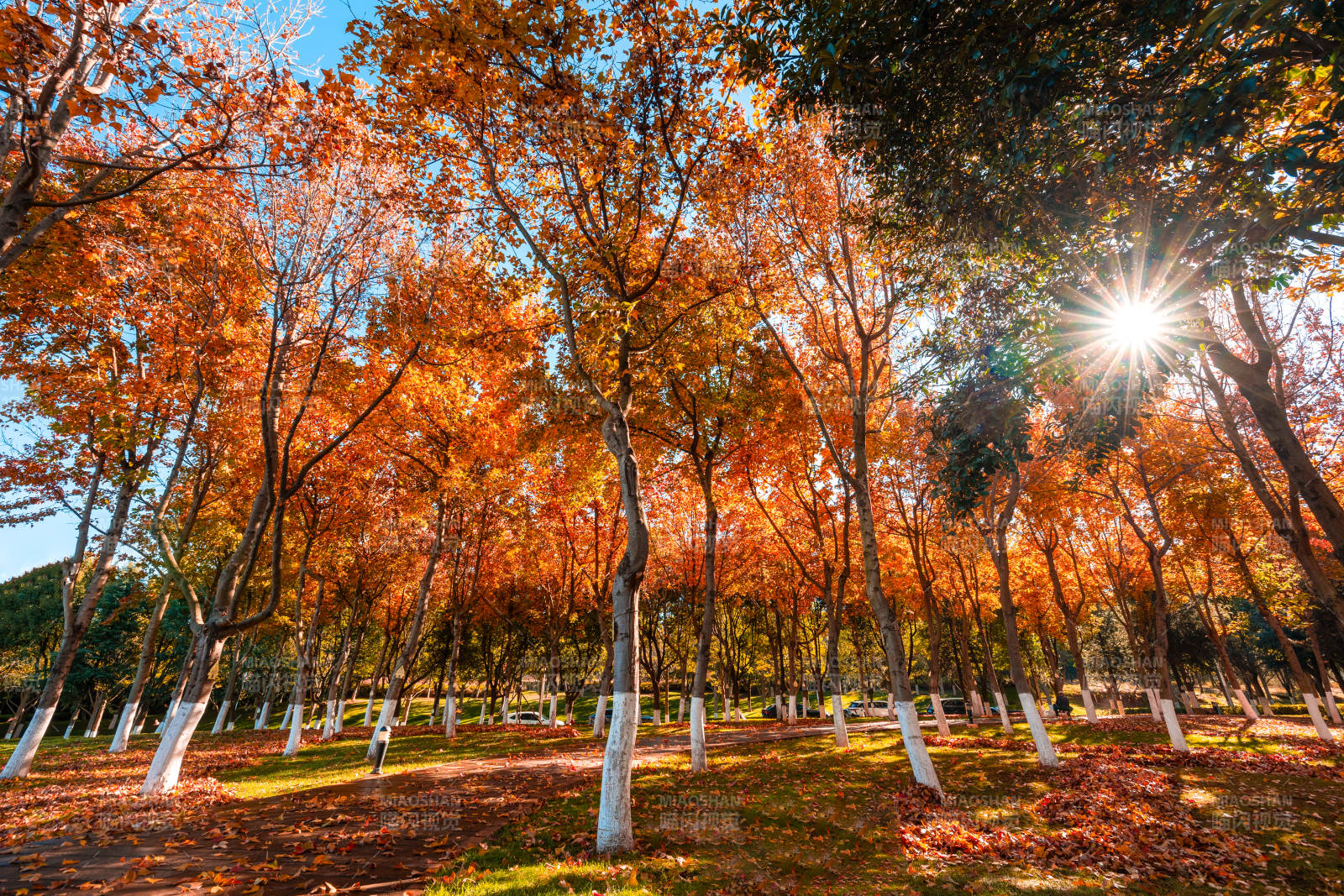 秋林晨光-摄影图