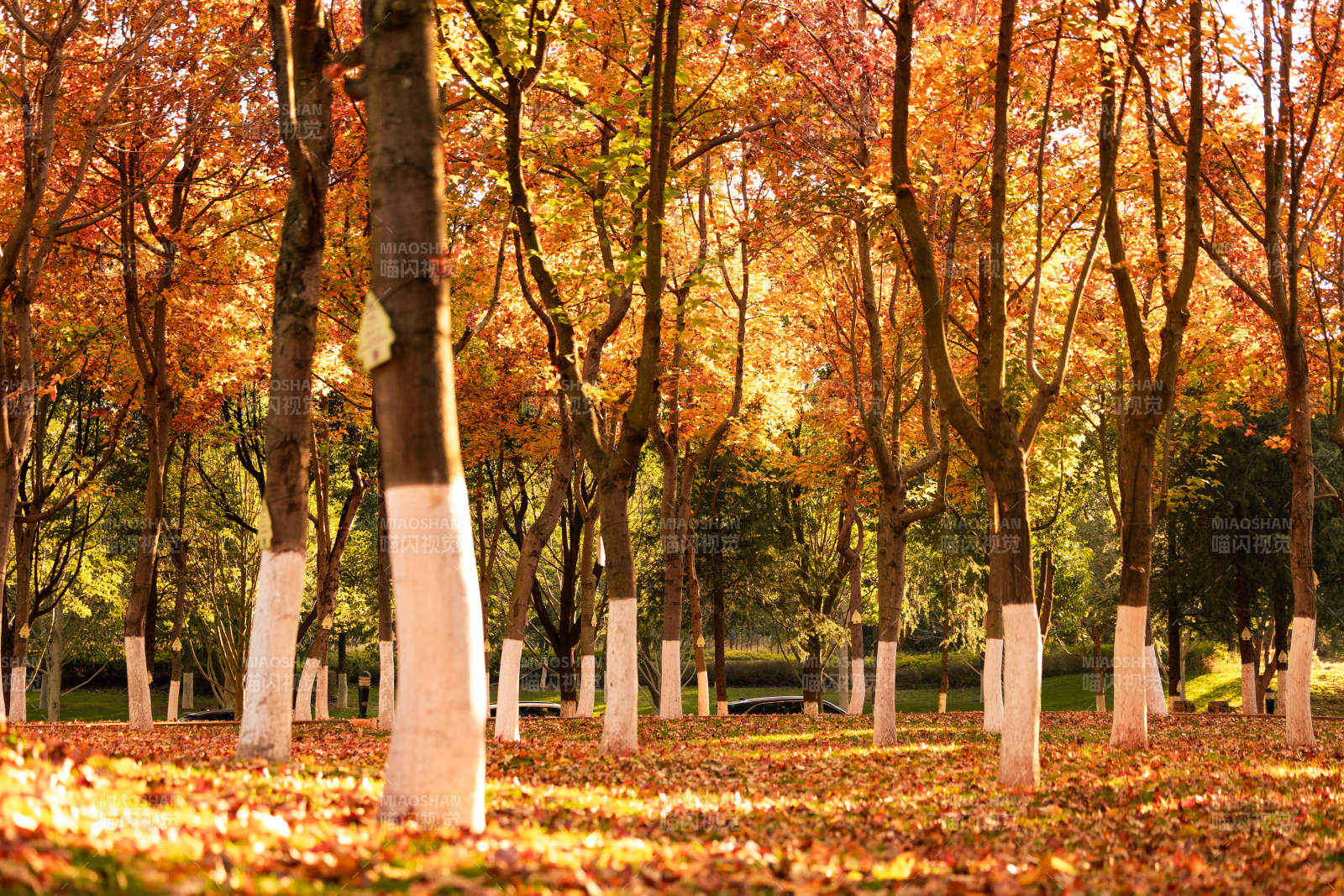 秋林落葉美景-攝影圖