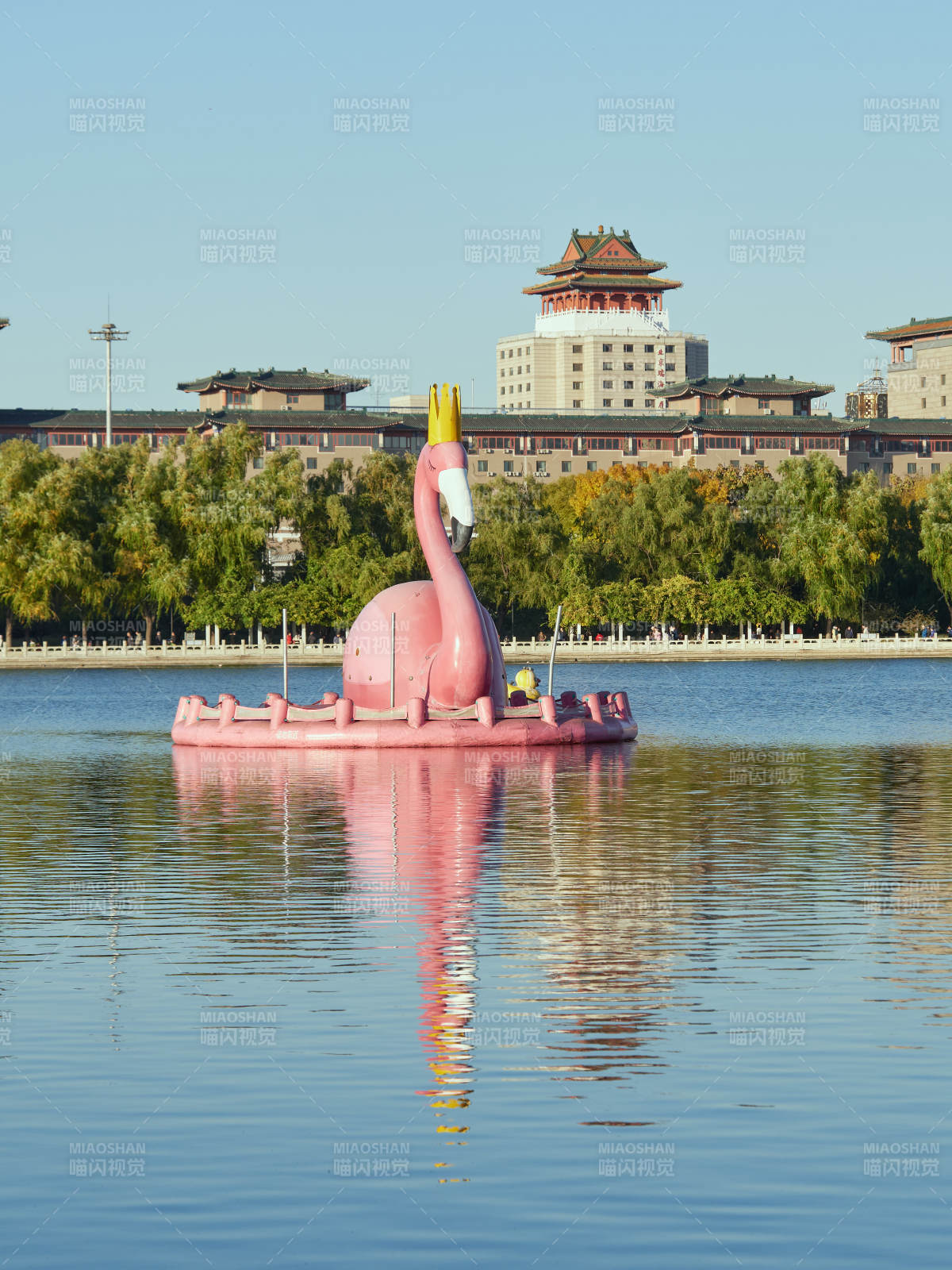 北京蓮花池公園湖中粉紅火烈鳥-攝影圖