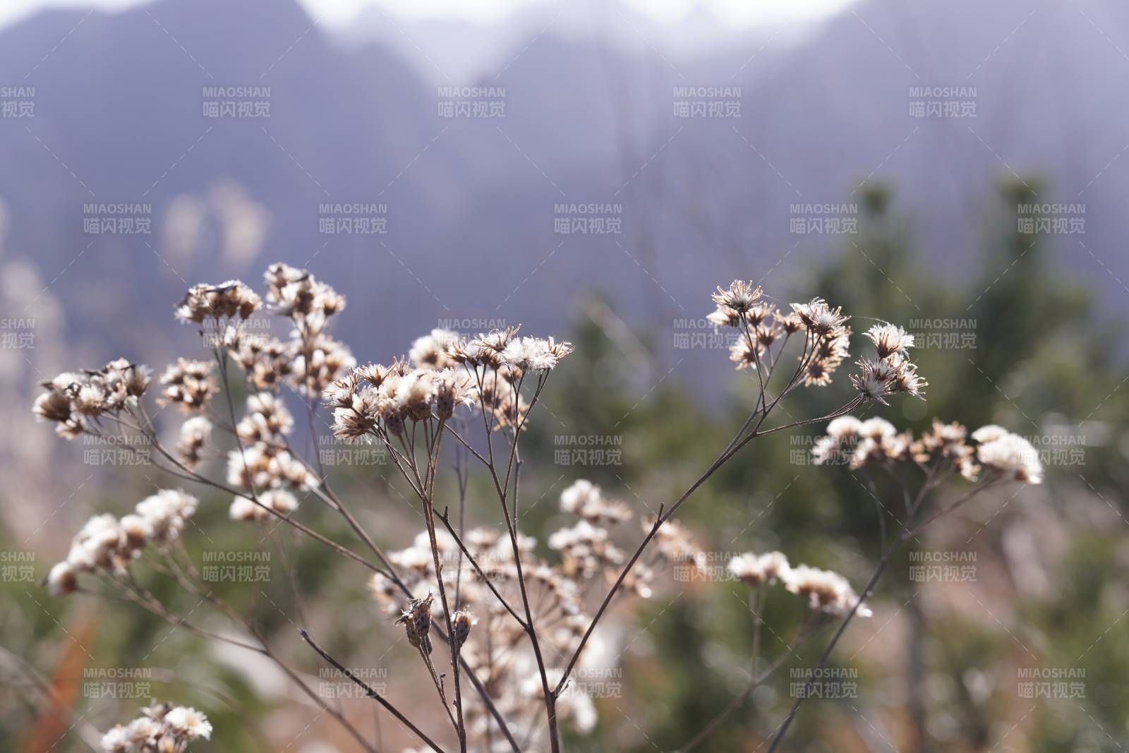 山野花影-摄影图