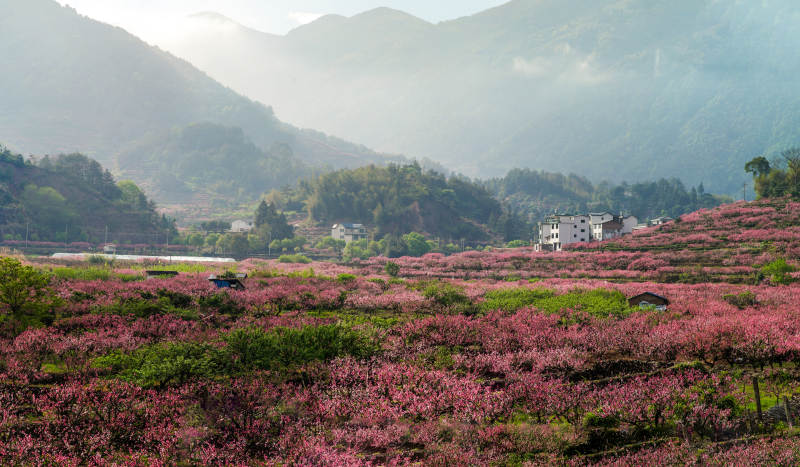 福安穆阳的桃花开了