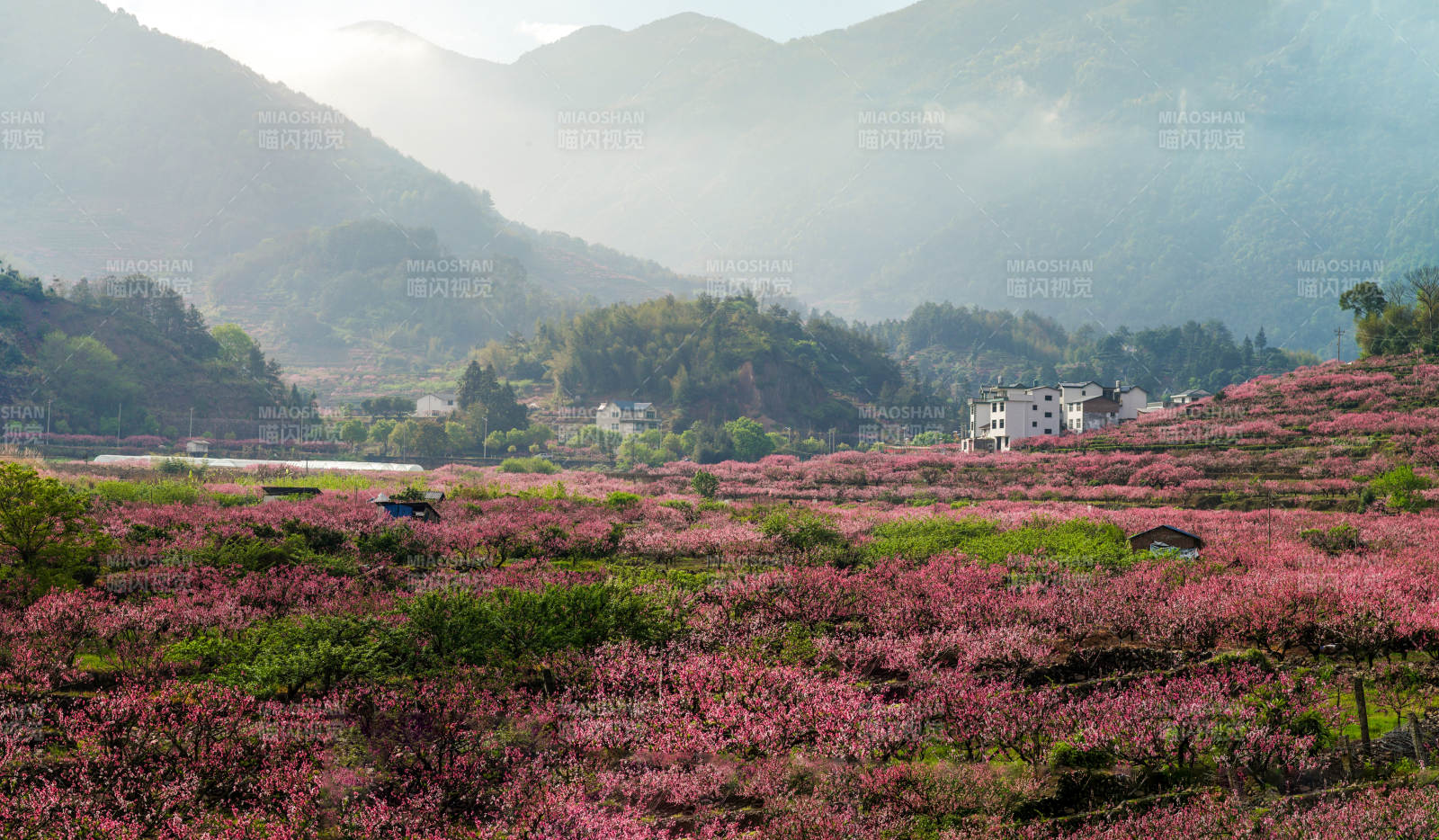 福安穆陽的桃花開了