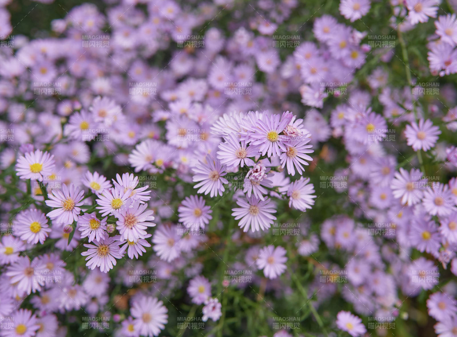 紫色雛菊花開滿園-攝影圖