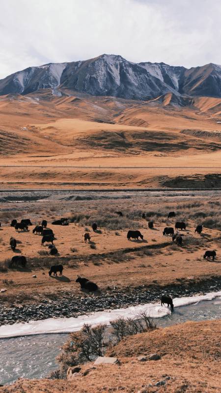 雪山下的牦牛群