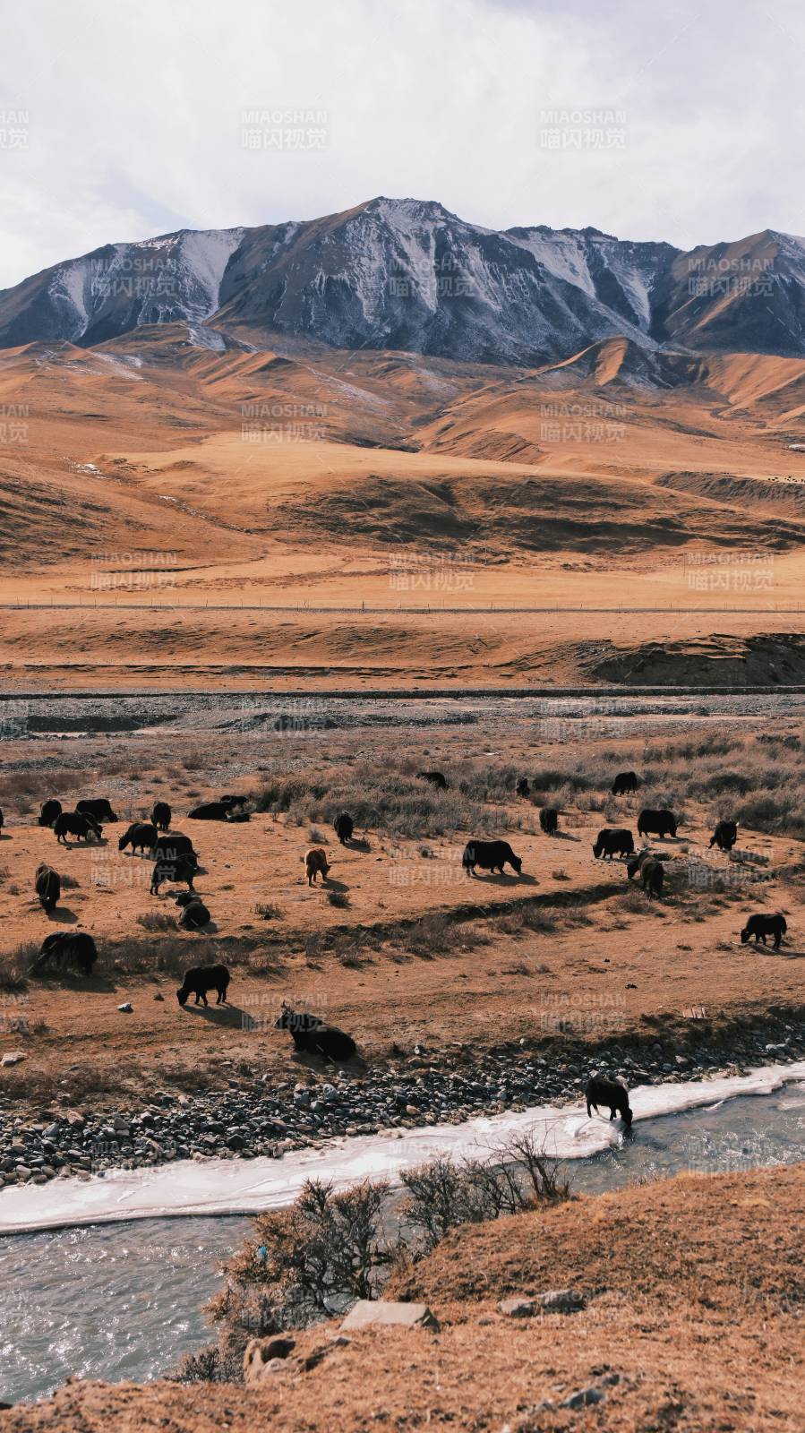 雪山下的牦牛群
