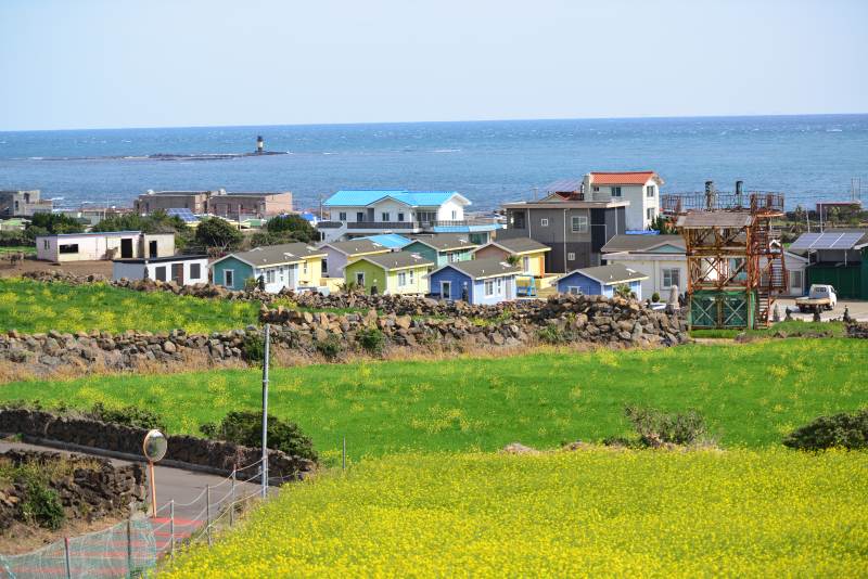 韓國濟州島海邊彩色小屋與花田