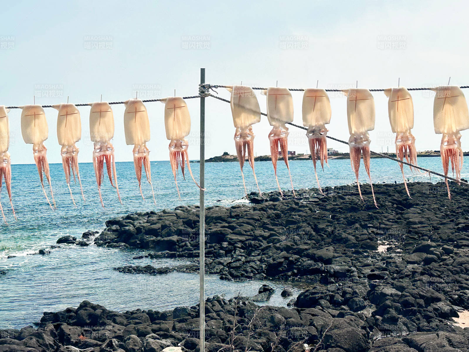 海边晒鱿鱼-摄影图