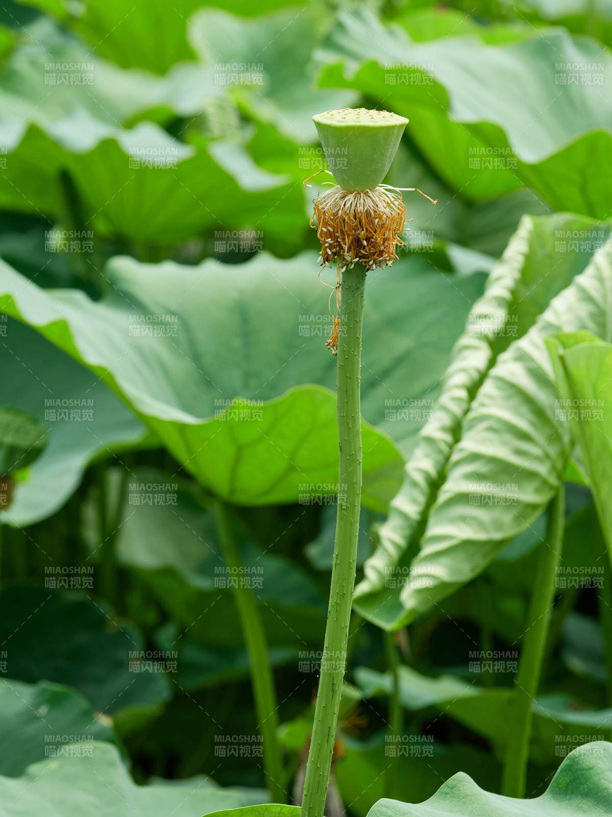 翠绿荷叶环绕的新生莲蓬荷塘特写-摄影图