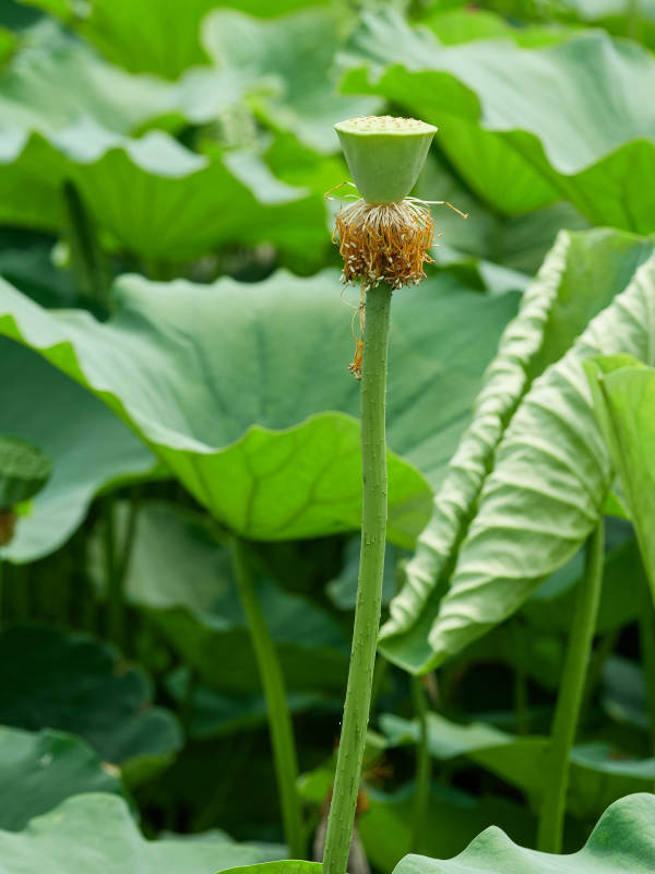 蓮蓬初成