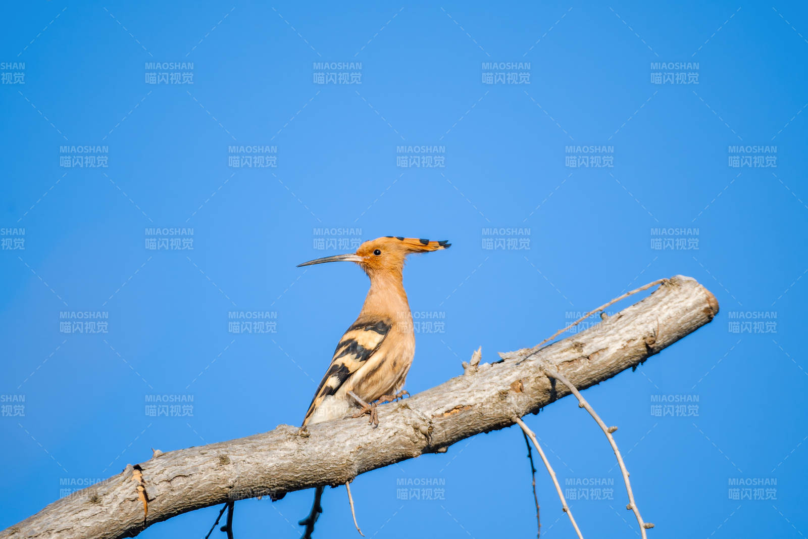 戴勝鳥棲枝頭-攝影圖