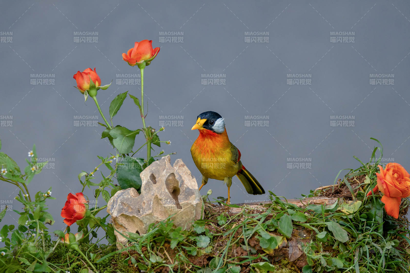 花叢中的銀耳相思鳥-攝影圖