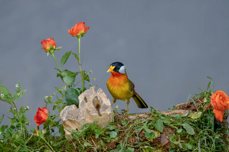 花叢中的彩色小鳥