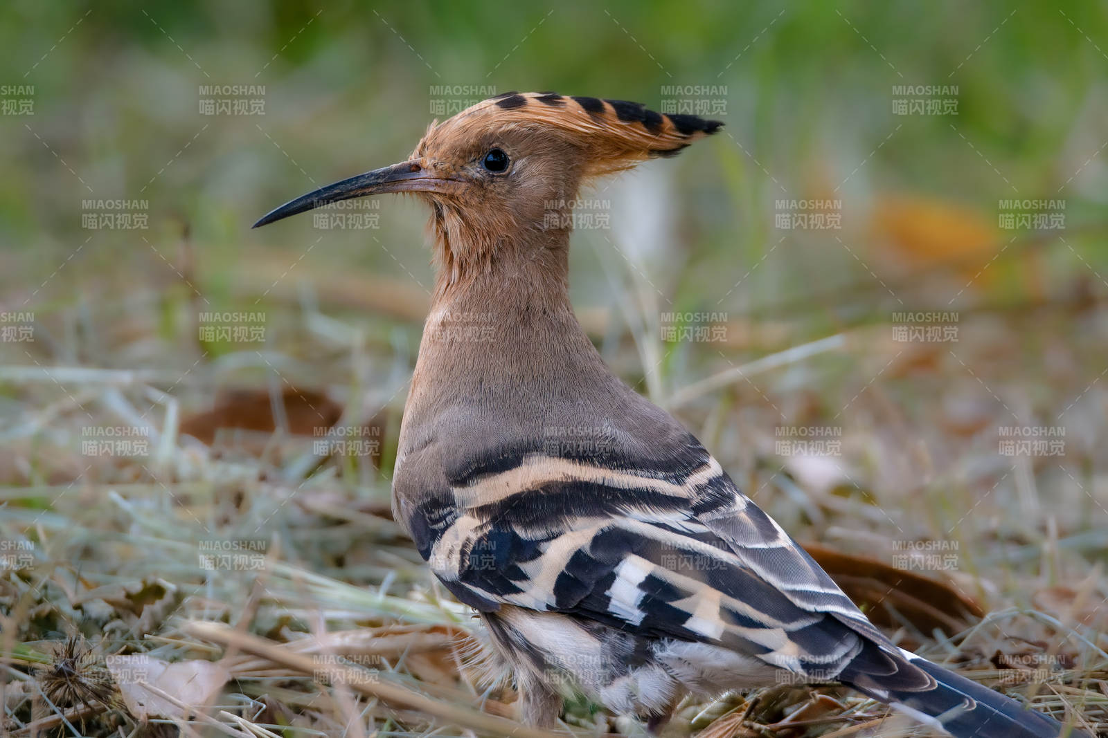 戴勝鳥棲息草叢-攝影圖