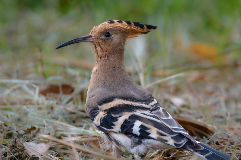 戴勝鳥棲息草叢