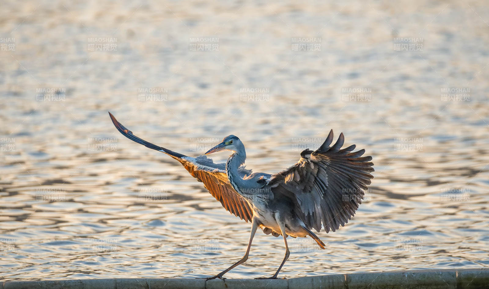 蒼鷺展翅水邊-攝影圖