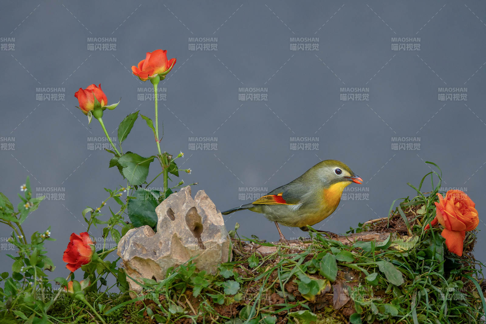 花間紅嘴相思鳥棲息-攝影圖