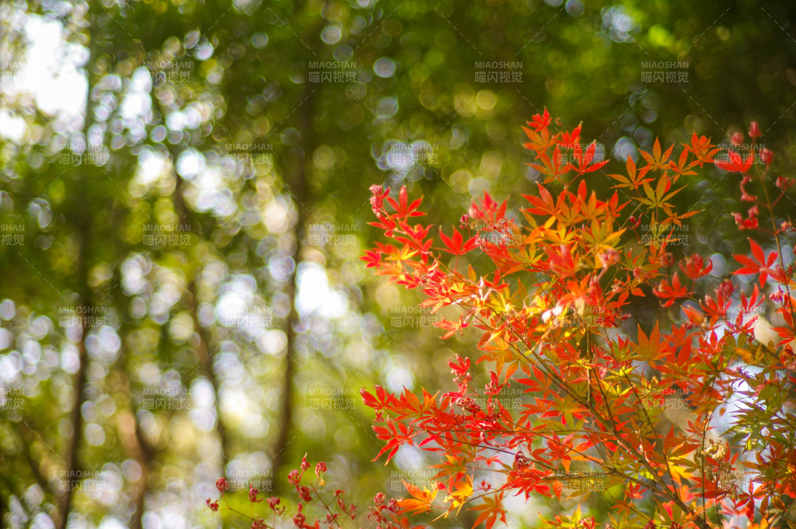 秋葉紅艷映林間-攝影圖