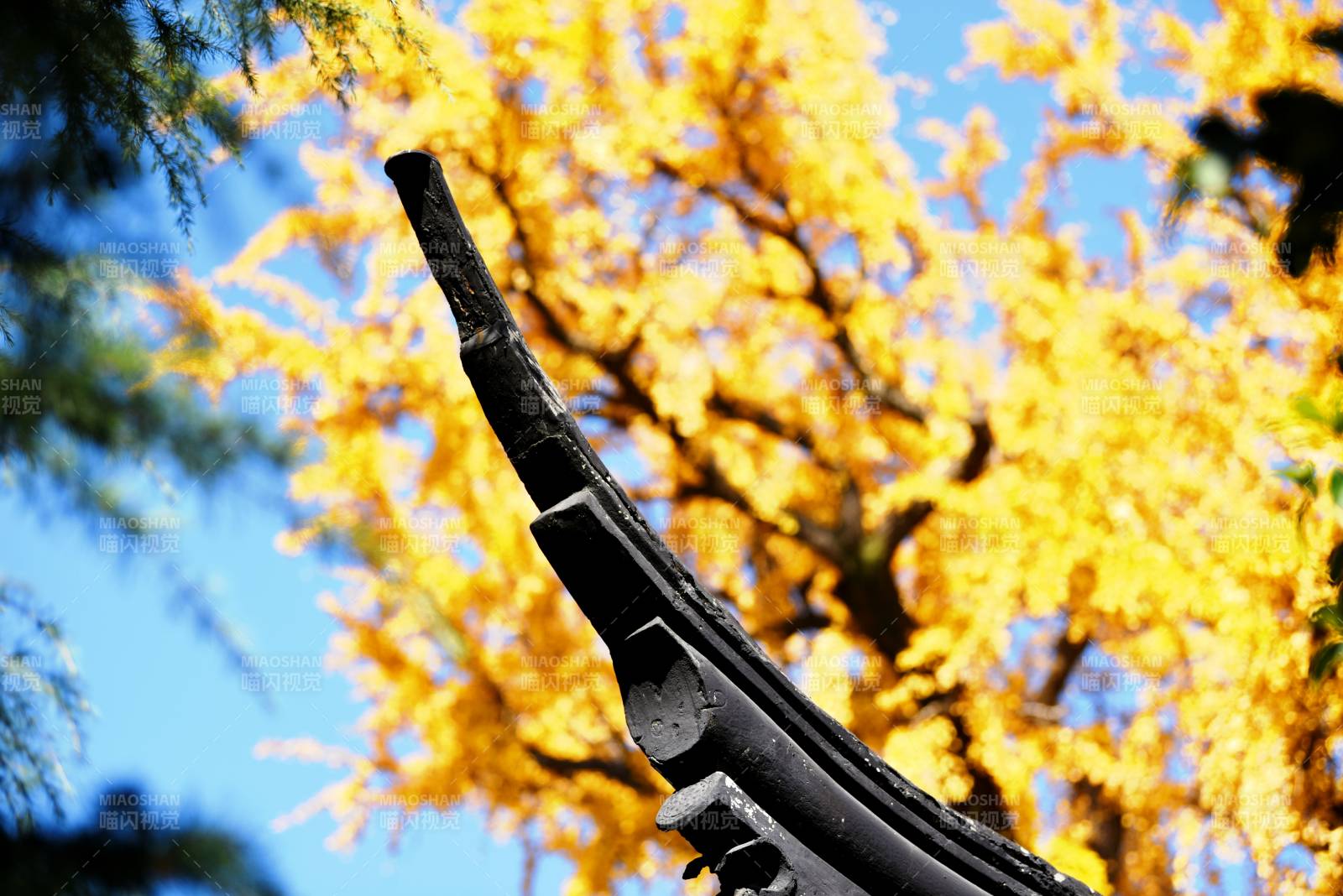 秋色映古檐-摄影图