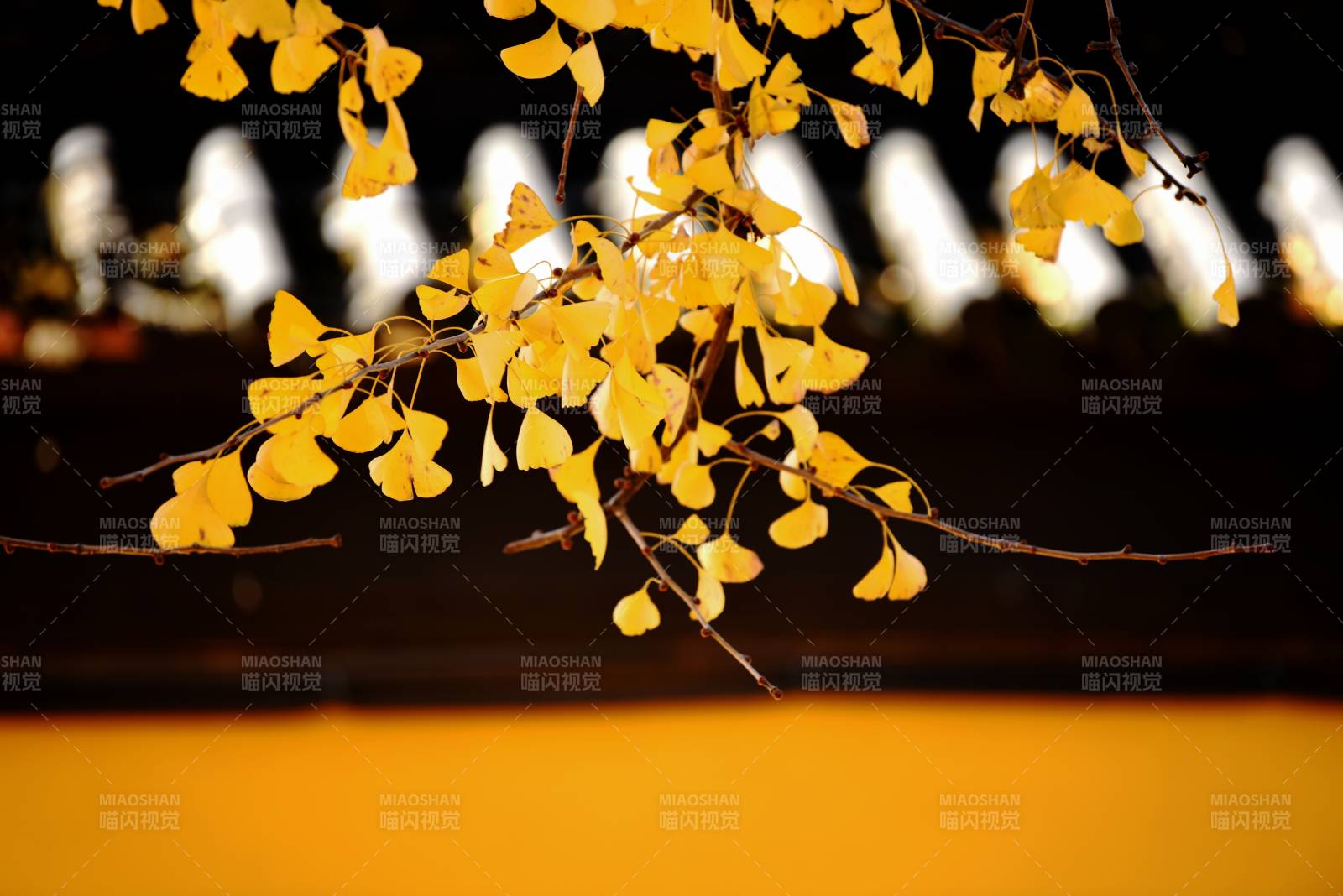 秋葉金黃 靜謐之美