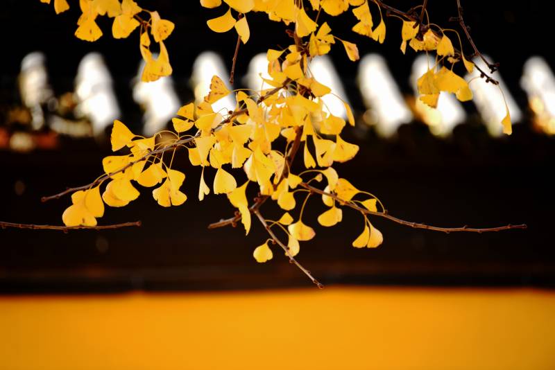 秋葉金黃 靜謐之美