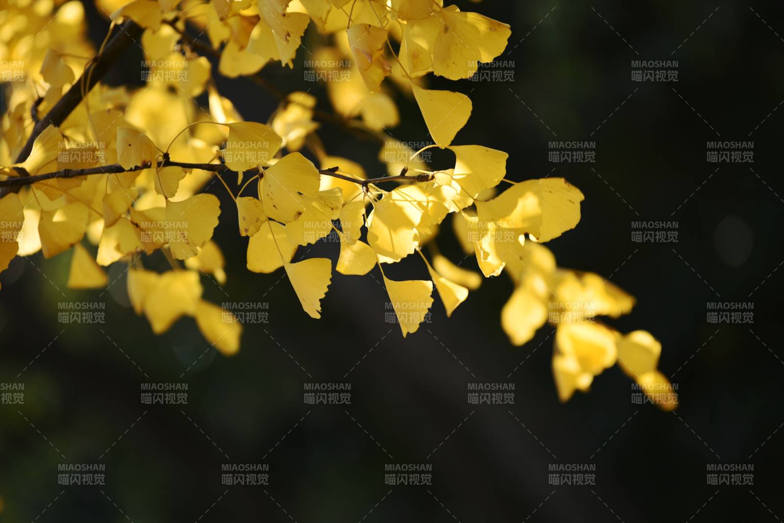 金葉秋光-攝影圖