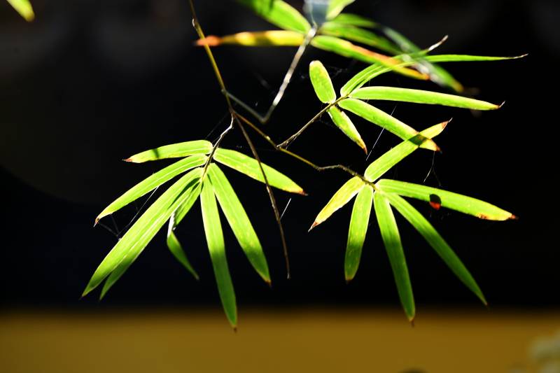 竹葉輕舞光影間