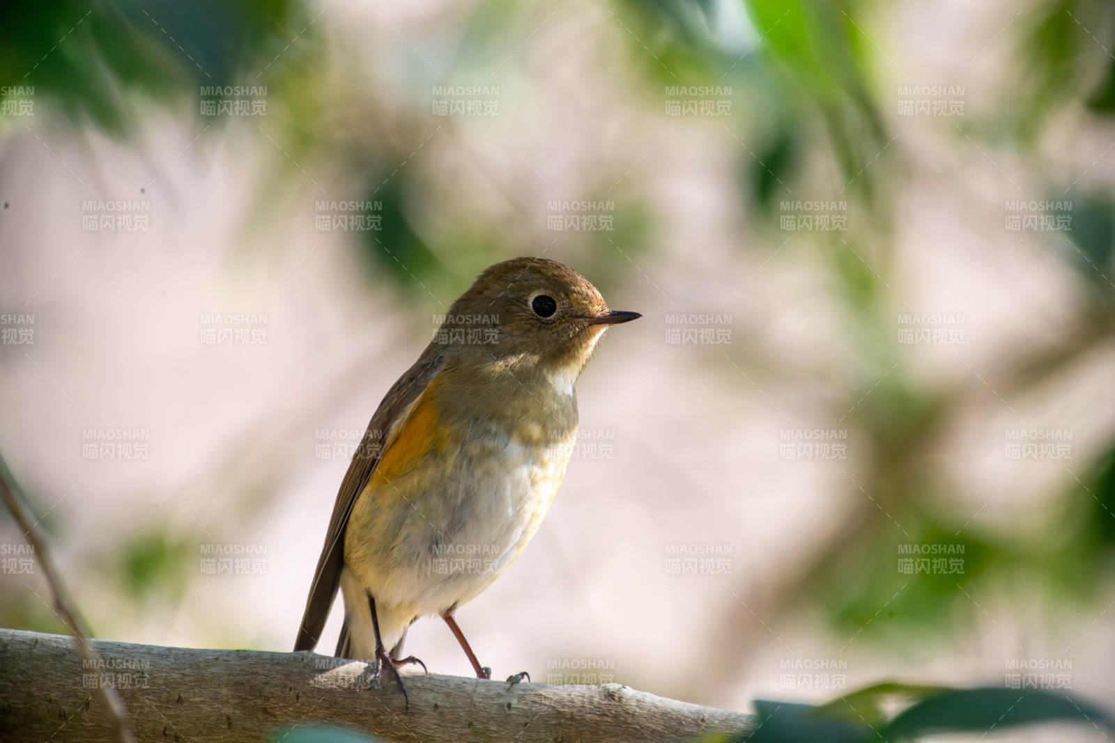 紅脅藍(lán)尾鴝棲枝 靜謐自然