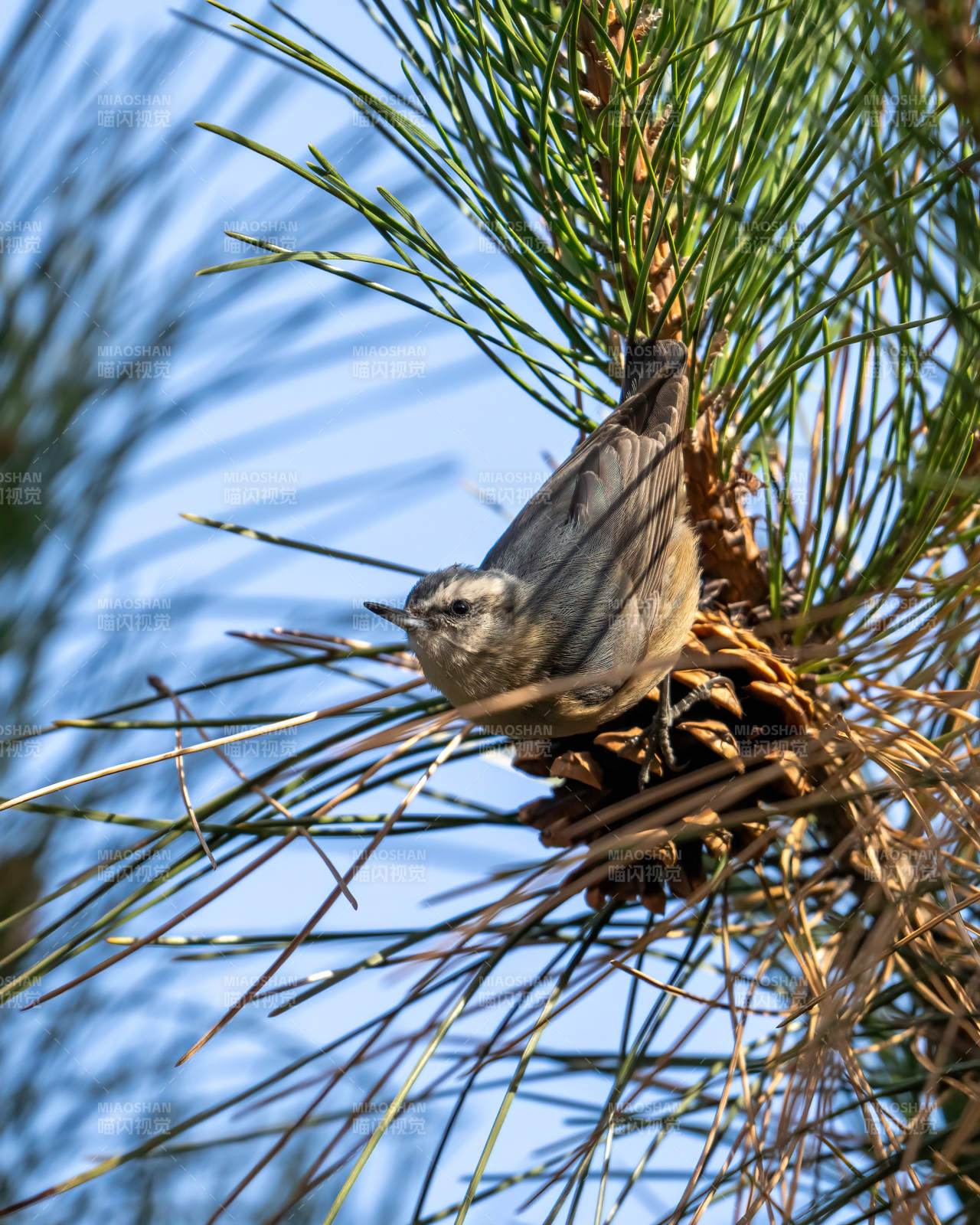 黑頭鶳鳥-攝影圖