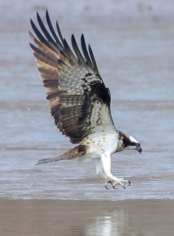 鶚鳥低飛捕獵瞬間