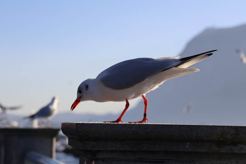 海鷗棲息欄桿上