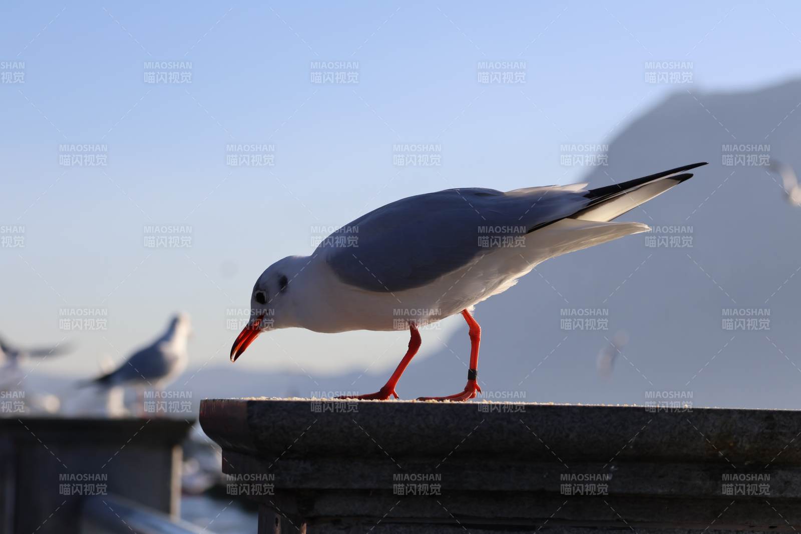 海鷗棲息欄桿上-攝影圖