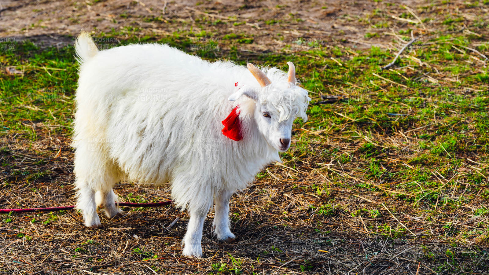 白羊戴紅花-攝影圖
