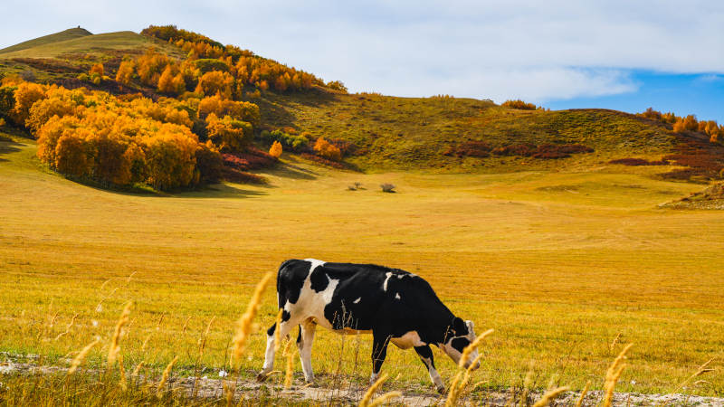 烏蘭布統(tǒng)秋野牧牛圖