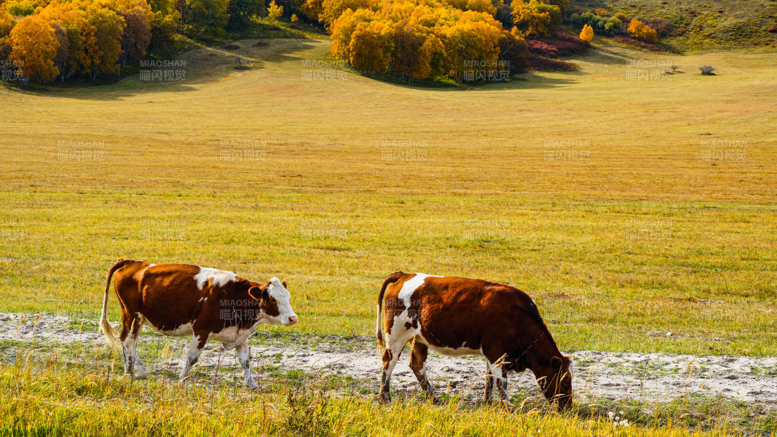 烏蘭布統(tǒng)秋日牧場牛群悠然