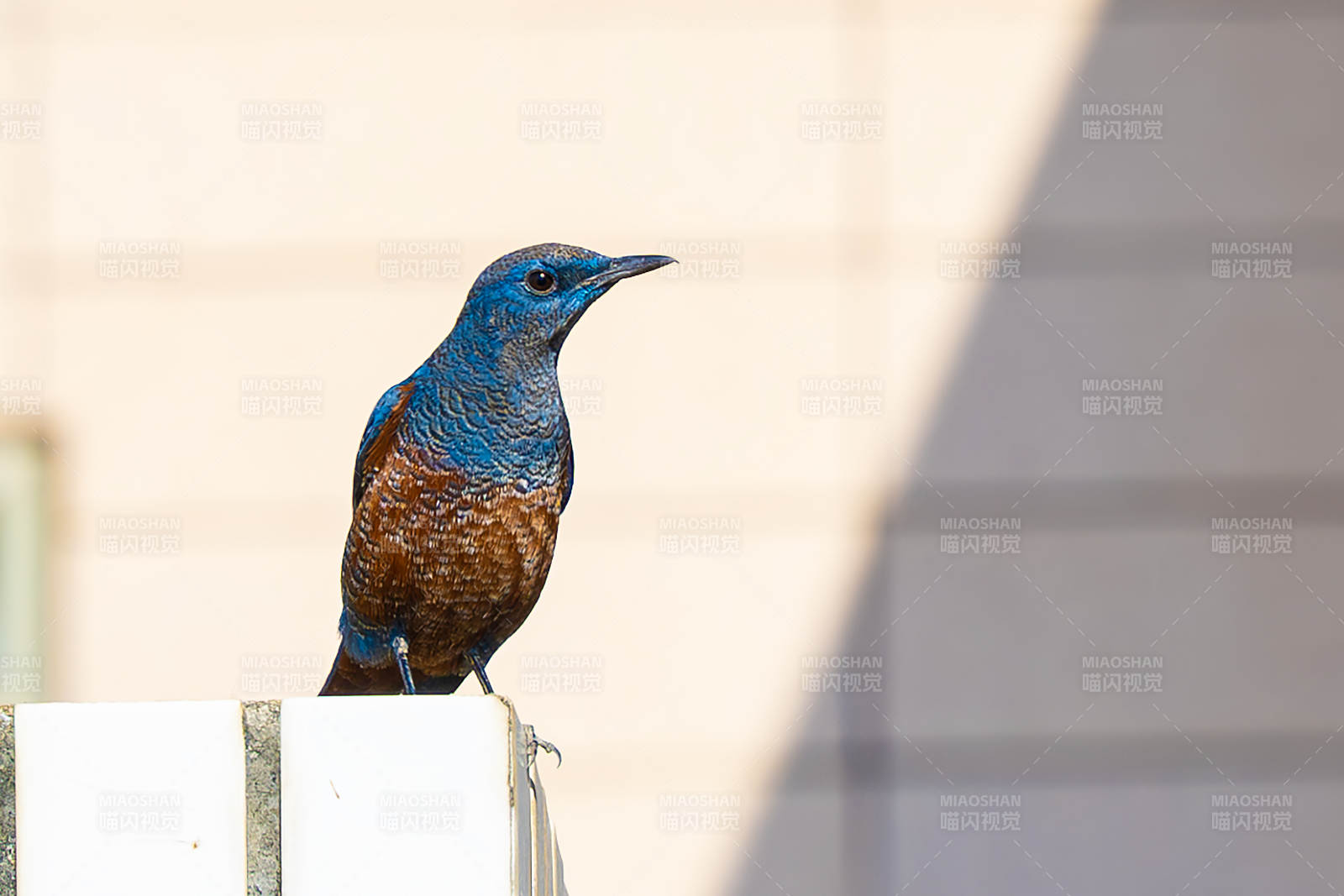 藍羽鳥棲息欄桿-攝影圖