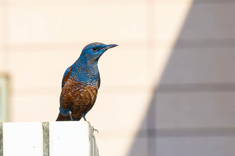 藍羽鳥棲息欄桿