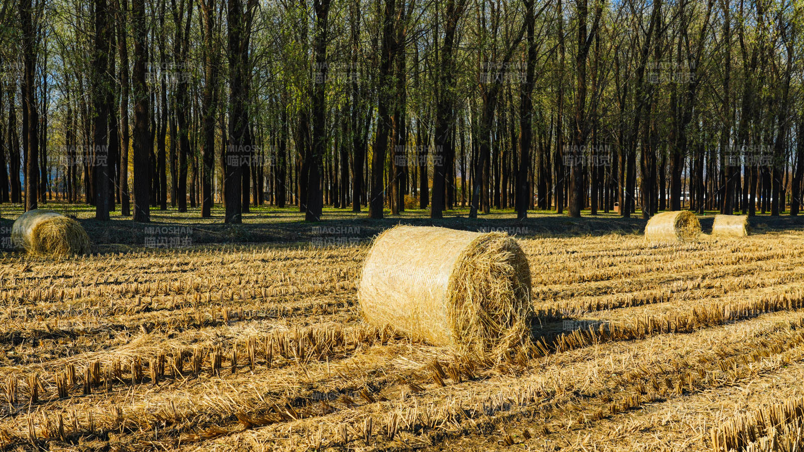 金秋麥田草垛-攝影圖