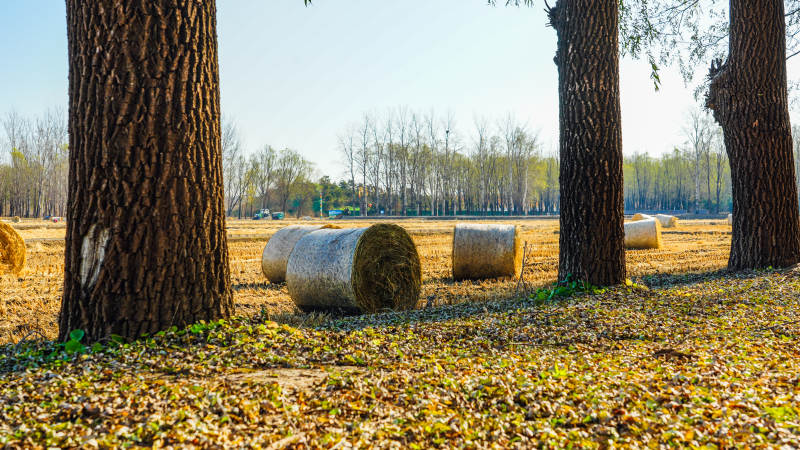 林間草垛秋景