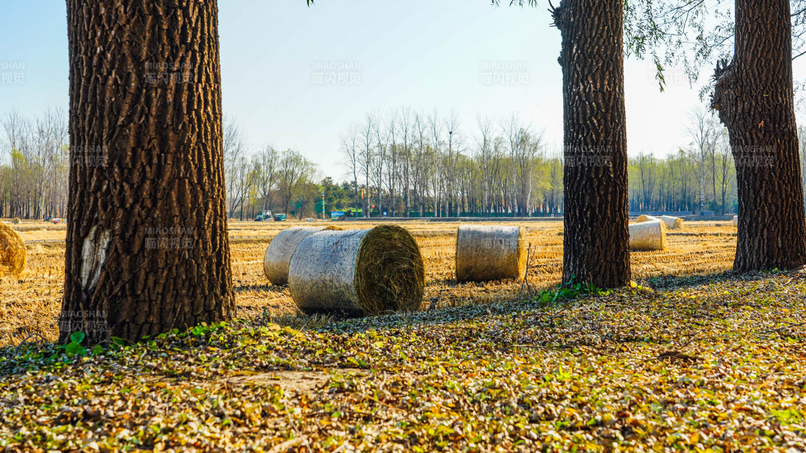 林間草垛秋景-攝影圖